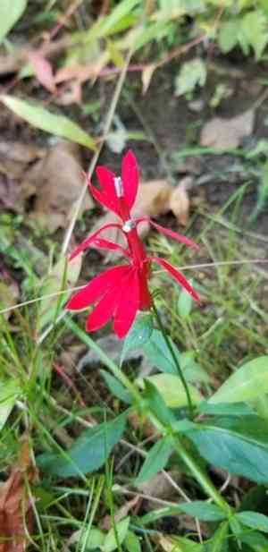 Cardinal flower(Lobelia cardinalis)