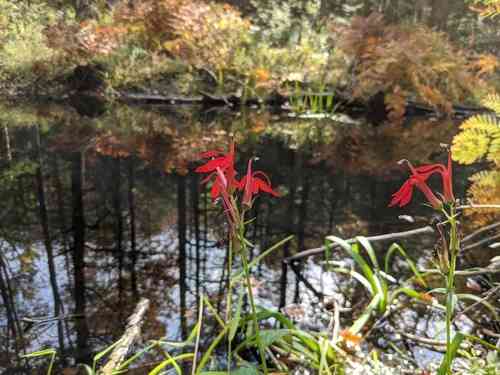 Cardinal flower(Lobelia cardinalis)