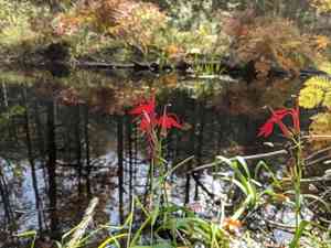 Cardinal flower(Lobelia cardinalis)