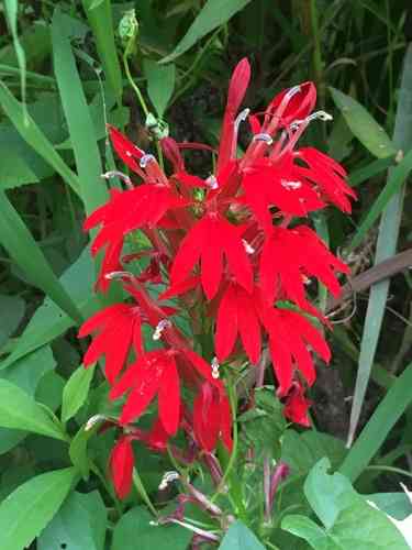 Cardinal flower(Lobelia cardinalis)