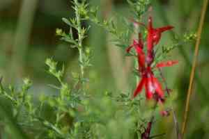 Cardinal flower(Lobelia cardinalis)