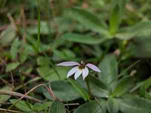 Chinese lobelia(Lobelia chinensis)