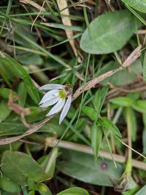Chinese lobelia(Lobelia chinensis)