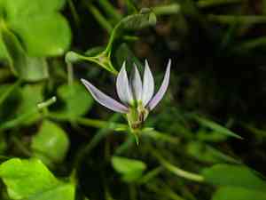 Chinese lobelia(Lobelia chinensis)