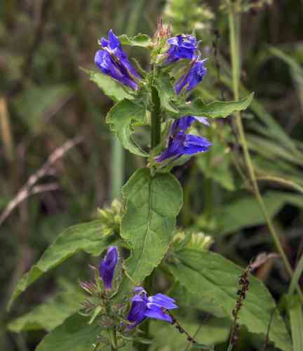 Great blue lobelia(Lobelia siphilitica)