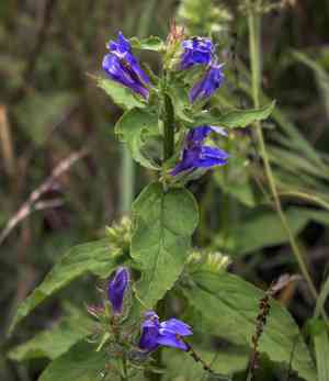 Great blue lobelia(Lobelia siphilitica)