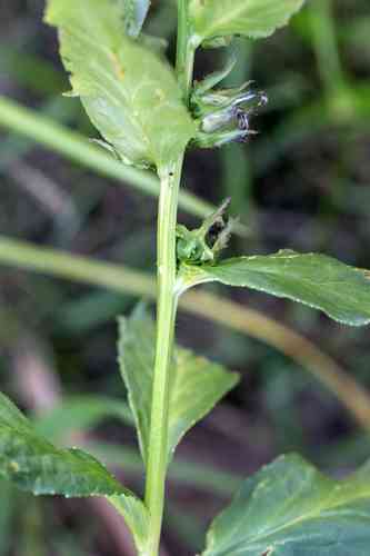 Great blue lobelia(Lobelia siphilitica)
