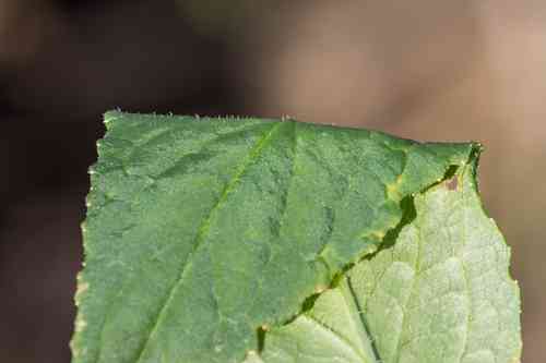 Great blue lobelia(Lobelia siphilitica)