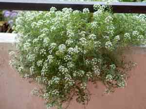 Sweet alyssum(Lobularia maritima)