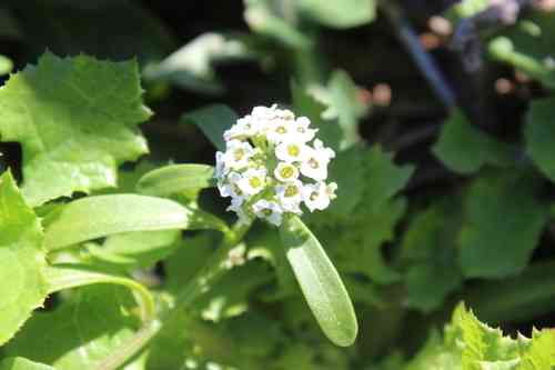 Sweet alyssum(Lobularia maritima)