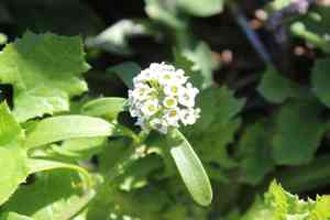 Sweet alyssum(Lobularia maritima)