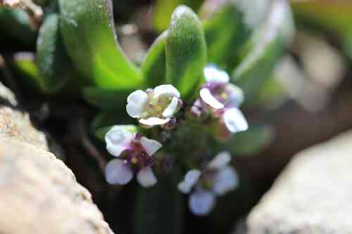 Sweet alyssum(Lobularia maritima)