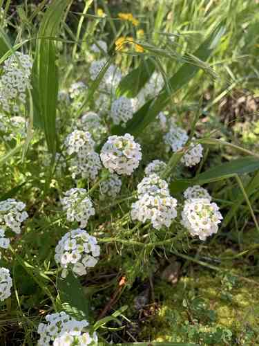 Sweet alyssum(Lobularia maritima)