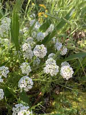 Sweet alyssum(Lobularia maritima)