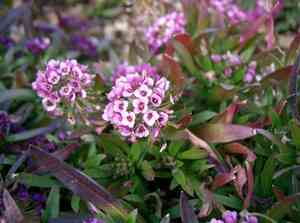 Sweet alyssum(Lobularia maritima)