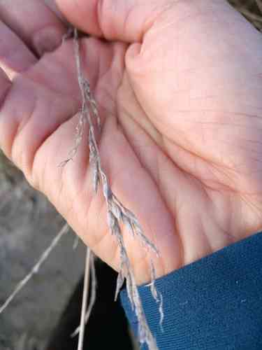 Tall Fescue(Lolium arundinaceum)