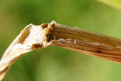 Tall Fescue(Lolium arundinaceum)
