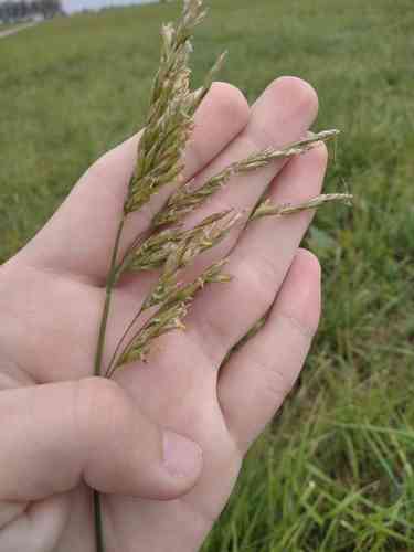Tall Fescue(Lolium arundinaceum)