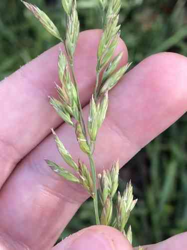 Tall Fescue(Lolium arundinaceum)