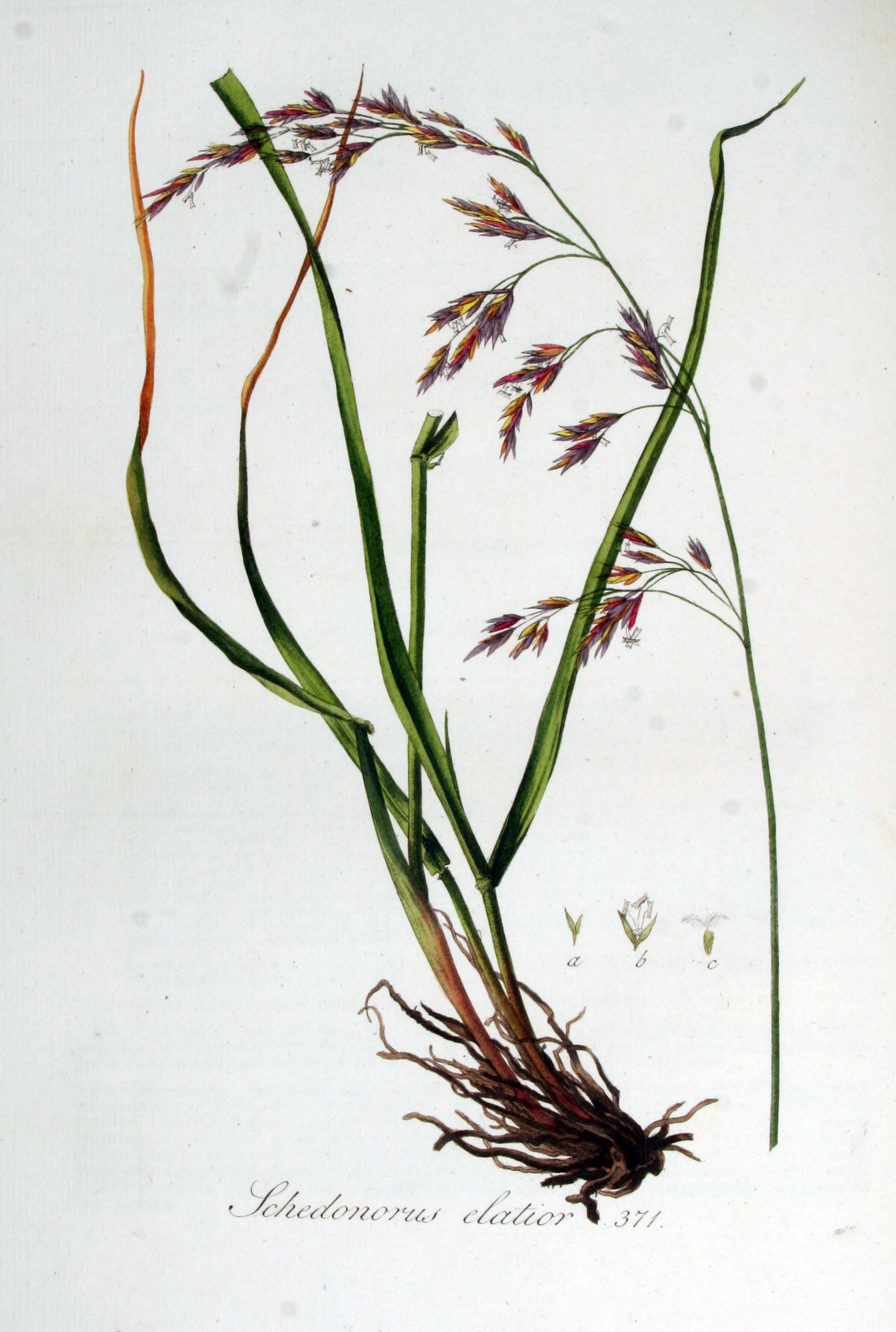 Tall Fescue