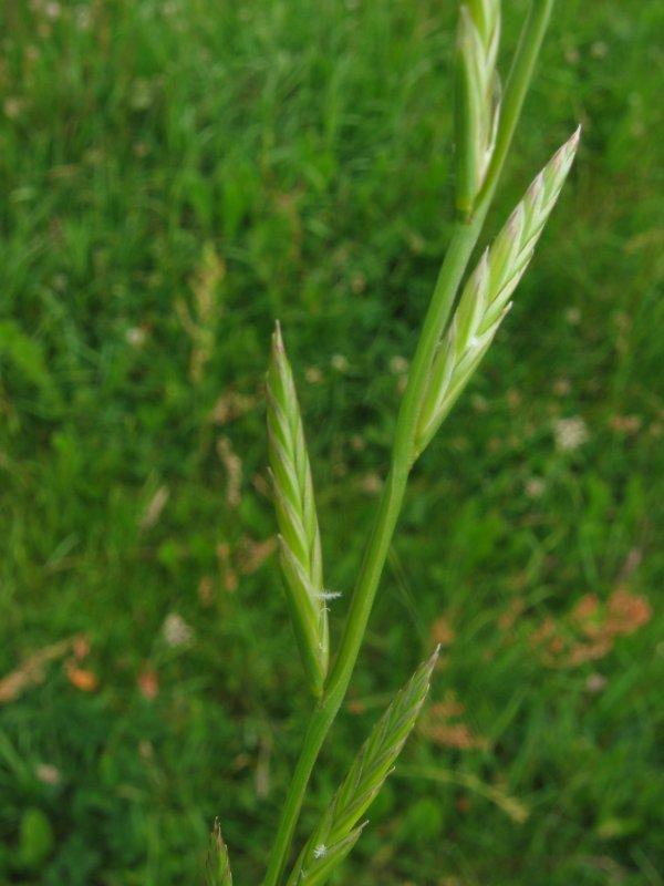 Italian ryegrass