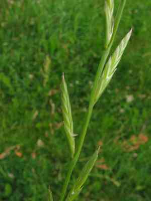 Italian ryegrass(Lolium multiflorum)
