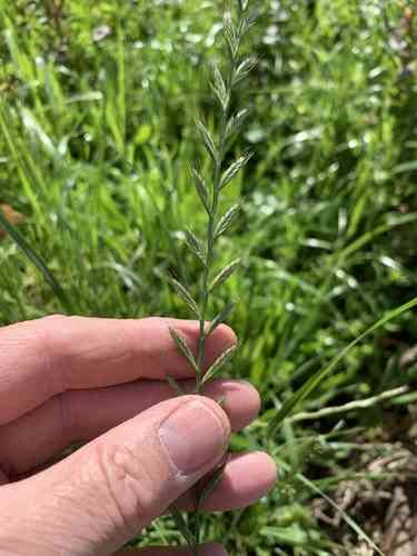 Italian ryegrass(Lolium multiflorum)