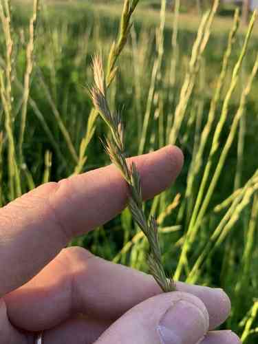 Italian ryegrass(Lolium multiflorum)