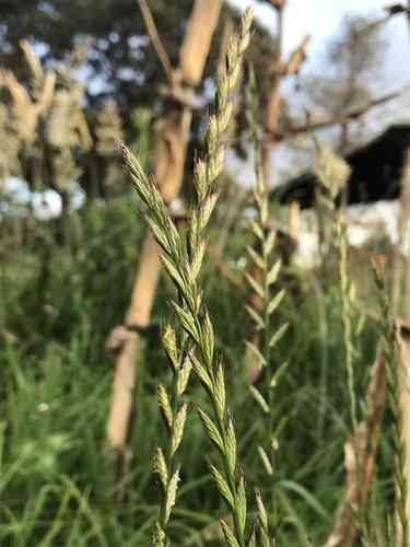 Italian ryegrass(Lolium multiflorum)
