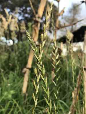 Italian ryegrass(Lolium multiflorum)