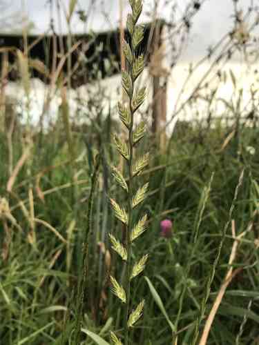 Italian ryegrass(Lolium multiflorum)