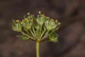 Austin's desert parsley(Lomatium austiniae)