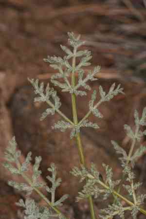 Austin's desert parsley(Lomatium austiniae)