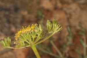 Austin's desert parsley(Lomatium austiniae)
