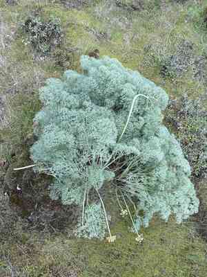 Purple leptotaenia(Lomatium columbianum)