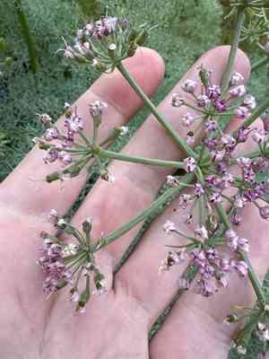 Purple leptotaenia(Lomatium columbianum)