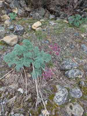 Purple leptotaenia(Lomatium columbianum)
