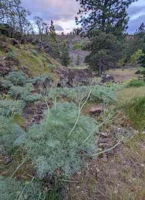 Purple leptotaenia(Lomatium columbianum)