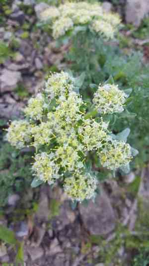 Woollyfruit desertparsley(Lomatium dasycarpum)