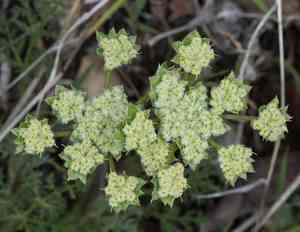 Woollyfruit desertparsley(Lomatium dasycarpum)