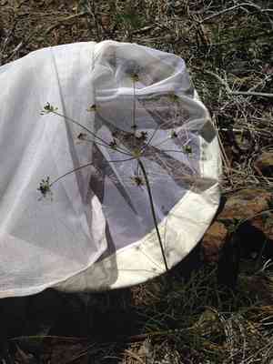 Butte desertparsley(Lomatium marginatum)