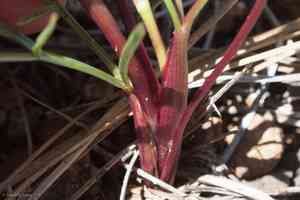 Butte desertparsley(Lomatium marginatum)