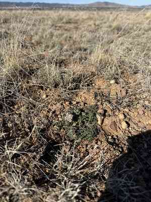 Nevada biscuitroot(Lomatium nevadense)
