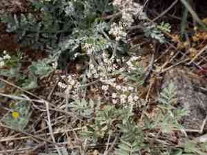 Nevada biscuitroot(Lomatium nevadense)