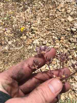 Nevada biscuitroot(Lomatium nevadense)