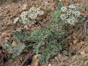 Nevada biscuitroot(Lomatium nevadense)