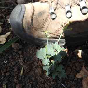 Napa biscuitroot(Lomatium repostum)