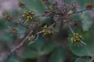Napa biscuitroot(Lomatium repostum)
