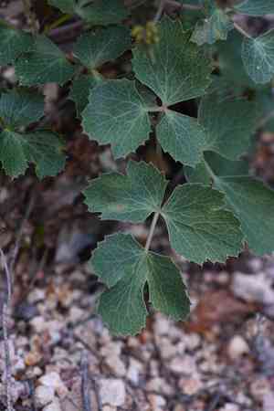 Napa biscuitroot(Lomatium repostum)