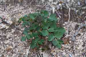 Napa biscuitroot(Lomatium repostum)